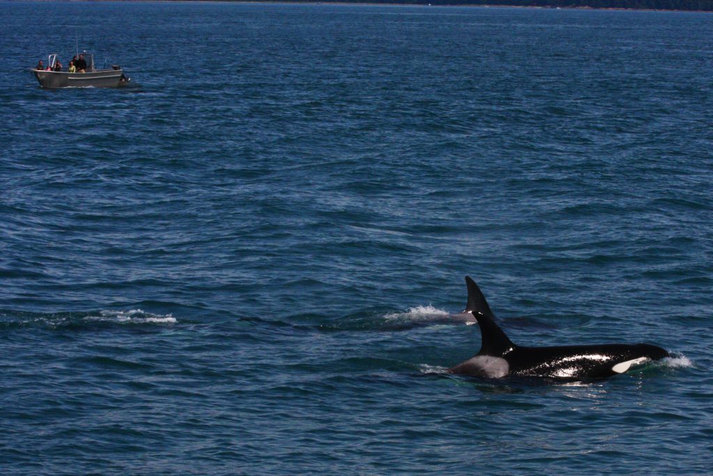 De orka&rsquo;s van Antibes: Wikie en Keijo zitten nog altijd klem