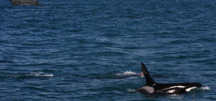De orka’s van Antibes: Wikie en Keijo zitten nog altijd klem Een orka duikt op in open zee, met een bootje in de verte voor de schaal.