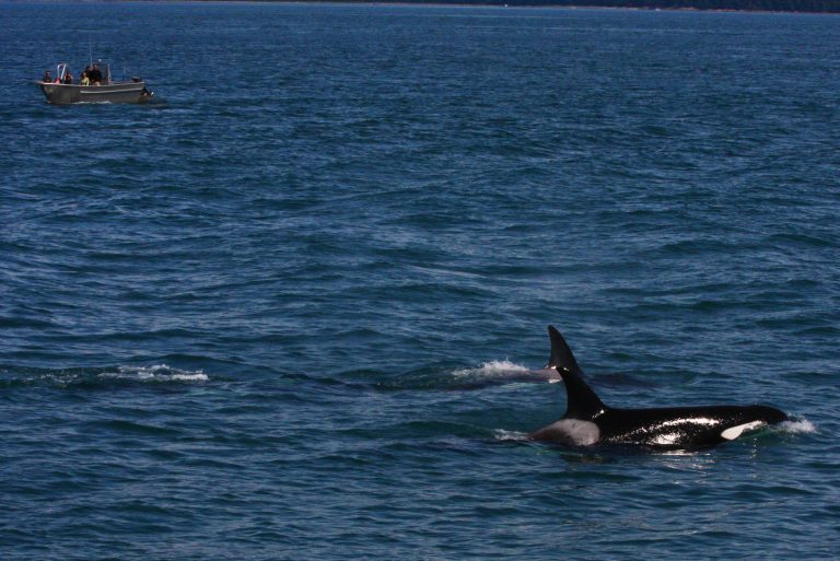 De orka’s van Antibes: Wikie en Keijo zitten nog altijd klem