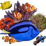 Affiche zee-aquariumbeurs ReefPassion, 4 oktober 2026, GC Den Boomgaard Ranst