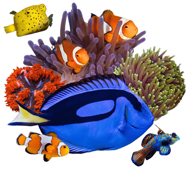 Affiche zee-aquariumbeurs ReefPassion, 4 oktober 2026, GC Den Boomgaard Ranst