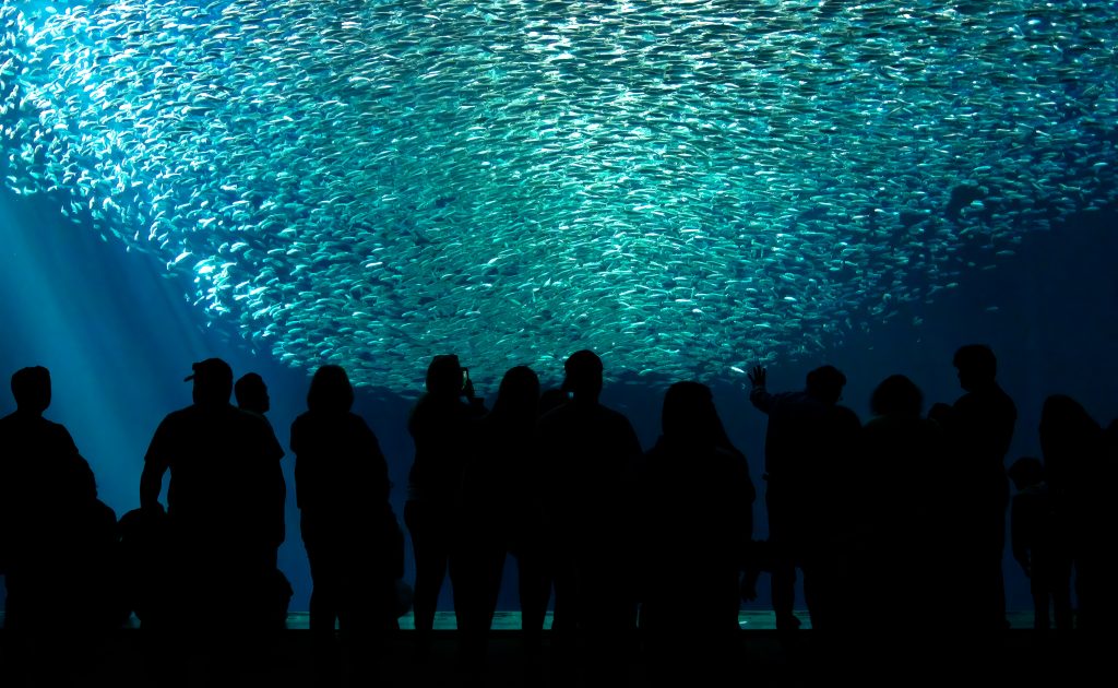 Een staal zeewater verraadt meer dan 100 vissoorten: wat eDNA voor de Noordzee (en voor ons) betekent
