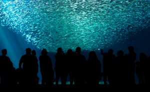 Een grote, glinsterende school sardienen draait rond achter het glas van een groot aquarium, met bezoekers in silhouet ervoor.