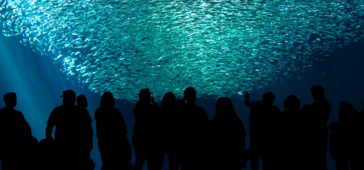 Een grote, glinsterende school sardienen draait rond achter het glas van een groot aquarium, met bezoekers in silhouet ervoor.