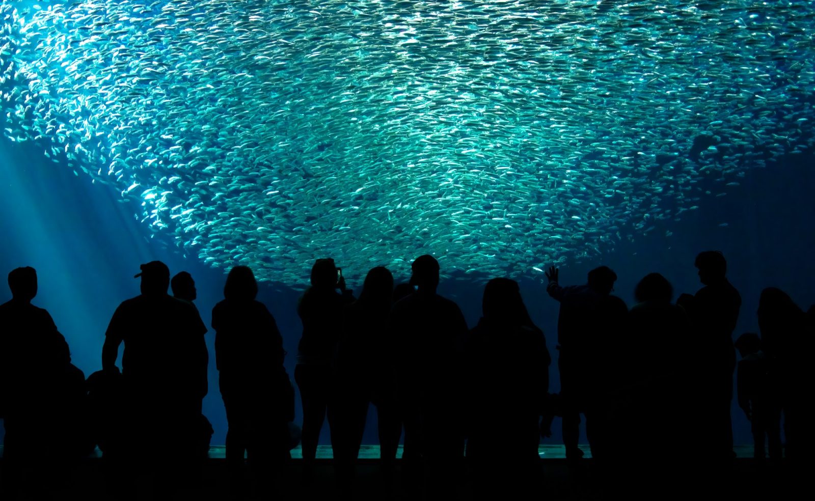 Een grote, glinsterende school sardienen draait rond achter het glas van een groot aquarium, met bezoekers in silhouet ervoor.