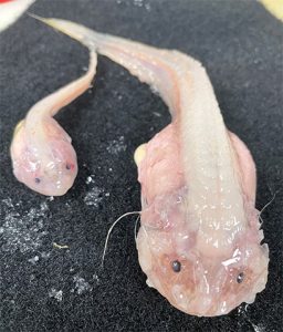 Twee bleke, doorschijnende hadale slakdolven (Pseudoliparis), de gelei-achtige vissen die op recorddiepte in de oceaantroggen leven.