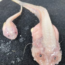 Twee bleke, doorschijnende hadale slakdolven (Pseudoliparis), de gelei-achtige vissen die op recorddiepte in de oceaantroggen leven.