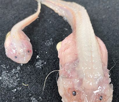 Diepzeecamera filmt het leven op recorddiepte Twee bleke, doorschijnende hadale slakdolven (Pseudoliparis), de gelei-achtige vissen die op recorddiepte in de oceaantroggen leven.