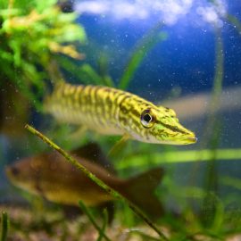 Een jonge snoek (Esox lucius) met gezonde, getekende flanken, zwemmend tussen waterplanten in een aquarium.