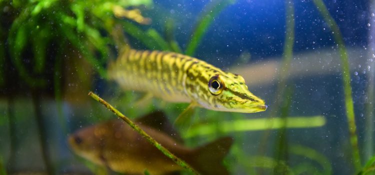 Een jonge snoek (Esox lucius) met gezonde, getekende flanken, zwemmend tussen waterplanten in een aquarium.