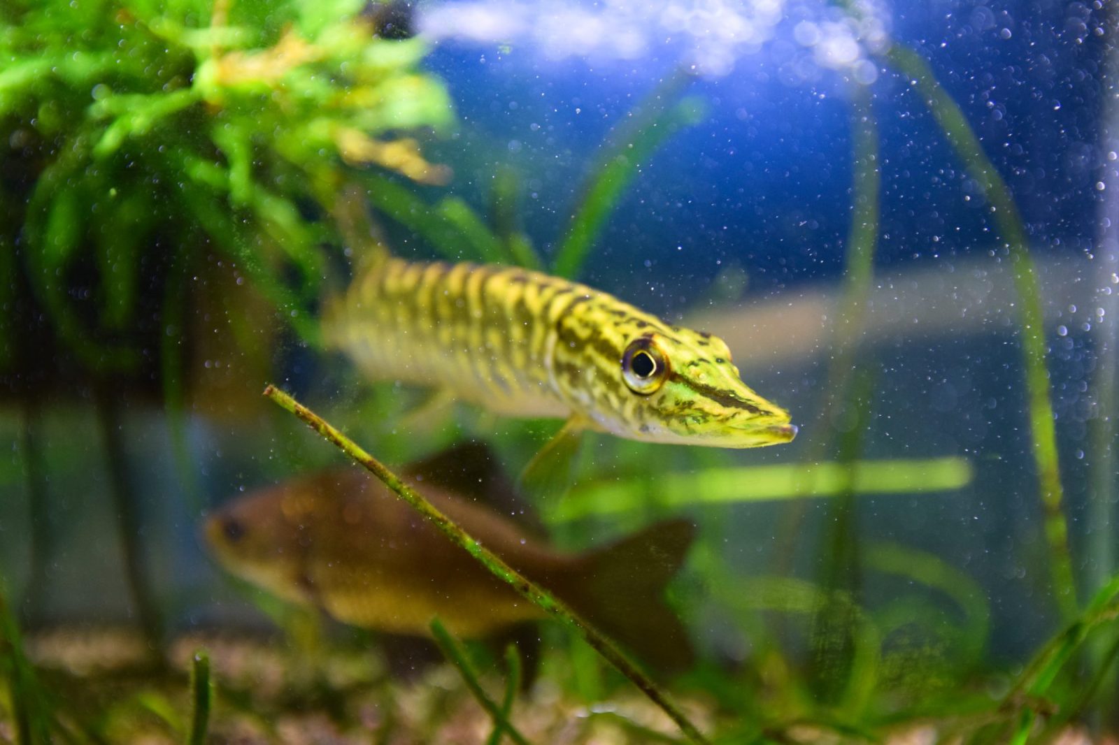 Een jonge snoek (Esox lucius) met gezonde, getekende flanken, zwemmend tussen waterplanten in een aquarium.