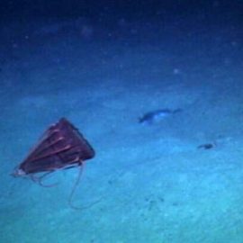 Een diepzeekwal zweeft door het donkerblauwe water vlak boven de zeebodem