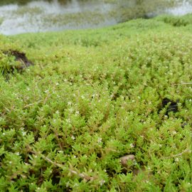 Watercrassula (Crassula helmsii), een invasieve woekerende waterplant