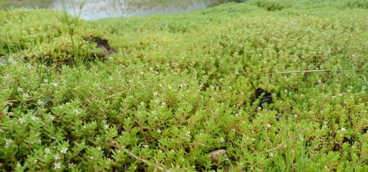 Watercrassula (Crassula helmsii), een invasieve woekerende waterplant