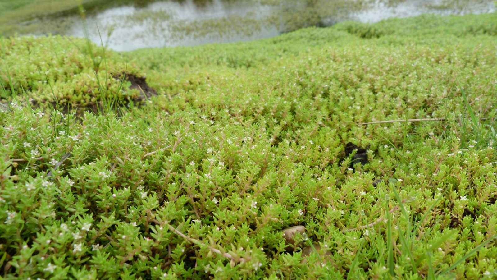 Watercrassula (Crassula helmsii), een invasieve woekerende waterplant