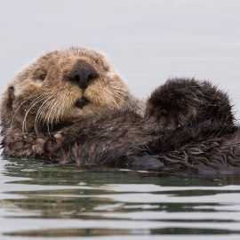 Een zeeotter (Enhydra lutris) drijft op zijn rug in het water bij Morro Bay, Californië.
