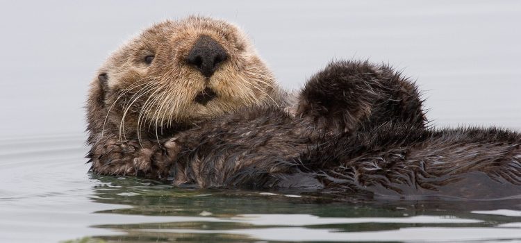 Taylor Swift zorgt voor miljoenen voor het behoud van zeeotters Een zeeotter (Enhydra lutris) drijft op zijn rug in het water bij Morro Bay, Californië.