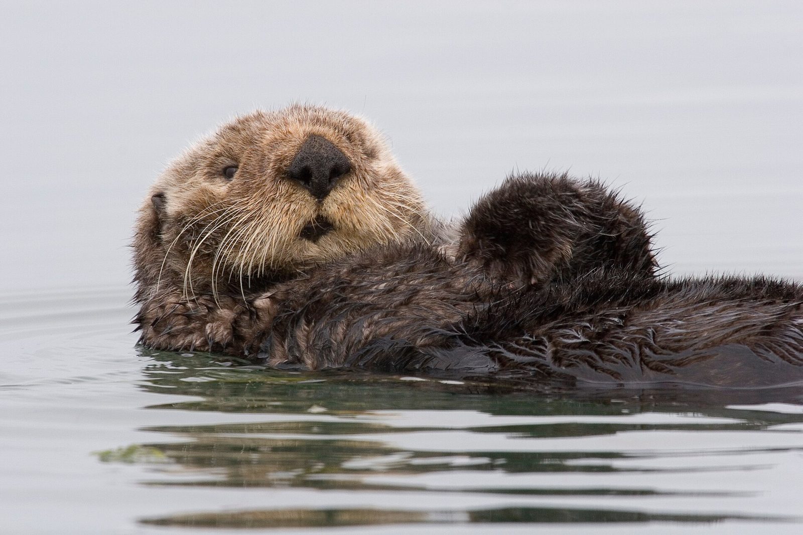 Een zeeotter (Enhydra lutris) drijft op zijn rug in het water bij Morro Bay, Californië.