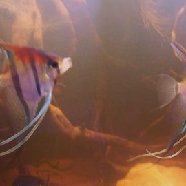 Twee wilde Manacapuru-maanvissen in een zwartwater-biotoopaquarium met theekleurig water en kienhout