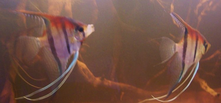 Twee wilde Manacapuru-maanvissen in een zwartwater-biotoopaquarium met theekleurig water en kienhout