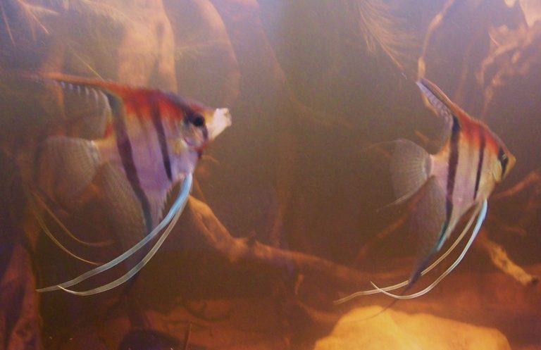 Onze meren worden bruiner: wat dat met je zwartwateraquarium te maken heeft