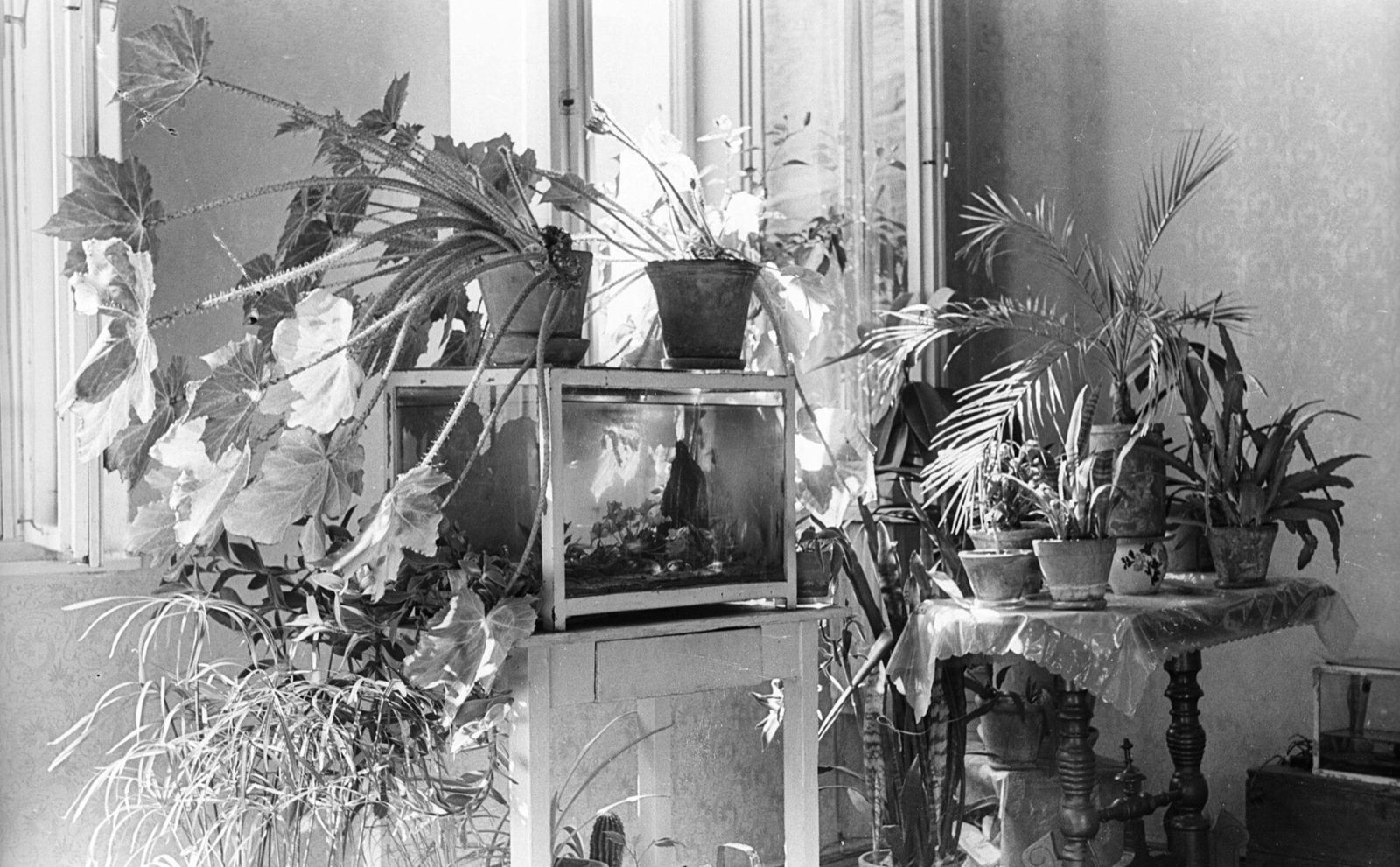 Huiskamer vol kamerplanten, met een aquarium op een kastje bij het venster: tijdsbeeld uit het Fortepan-archief