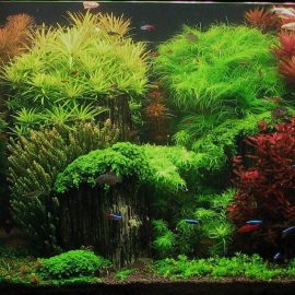 De Hollandse plantenbak "The Enchanted Garden" van Shay Fertig: dichte plantenstraten in contrasterende kleuren en bladvormen, met discussen als stoffering
