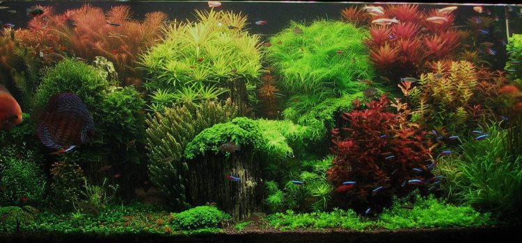 Het straatje en de keurmeester De Hollandse plantenbak "The Enchanted Garden" van Shay Fertig: dichte plantenstraten in contrasterende kleuren en bladvormen, met discussen als stoffering