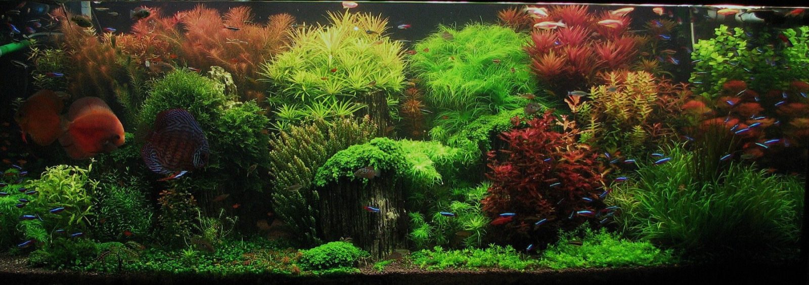De Hollandse plantenbak "The Enchanted Garden" van Shay Fertig: dichte plantenstraten in contrasterende kleuren en bladvormen, met discussen als stoffering