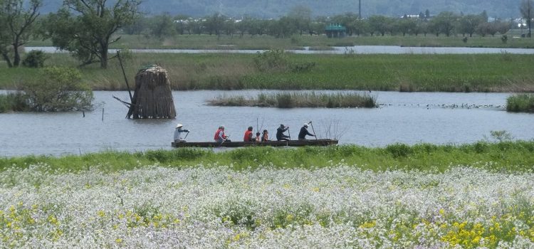 De fotograaf van Niigata De Fukushimagata-lagune bij Niigata, met bootje tussen de voorjaarsbloemen