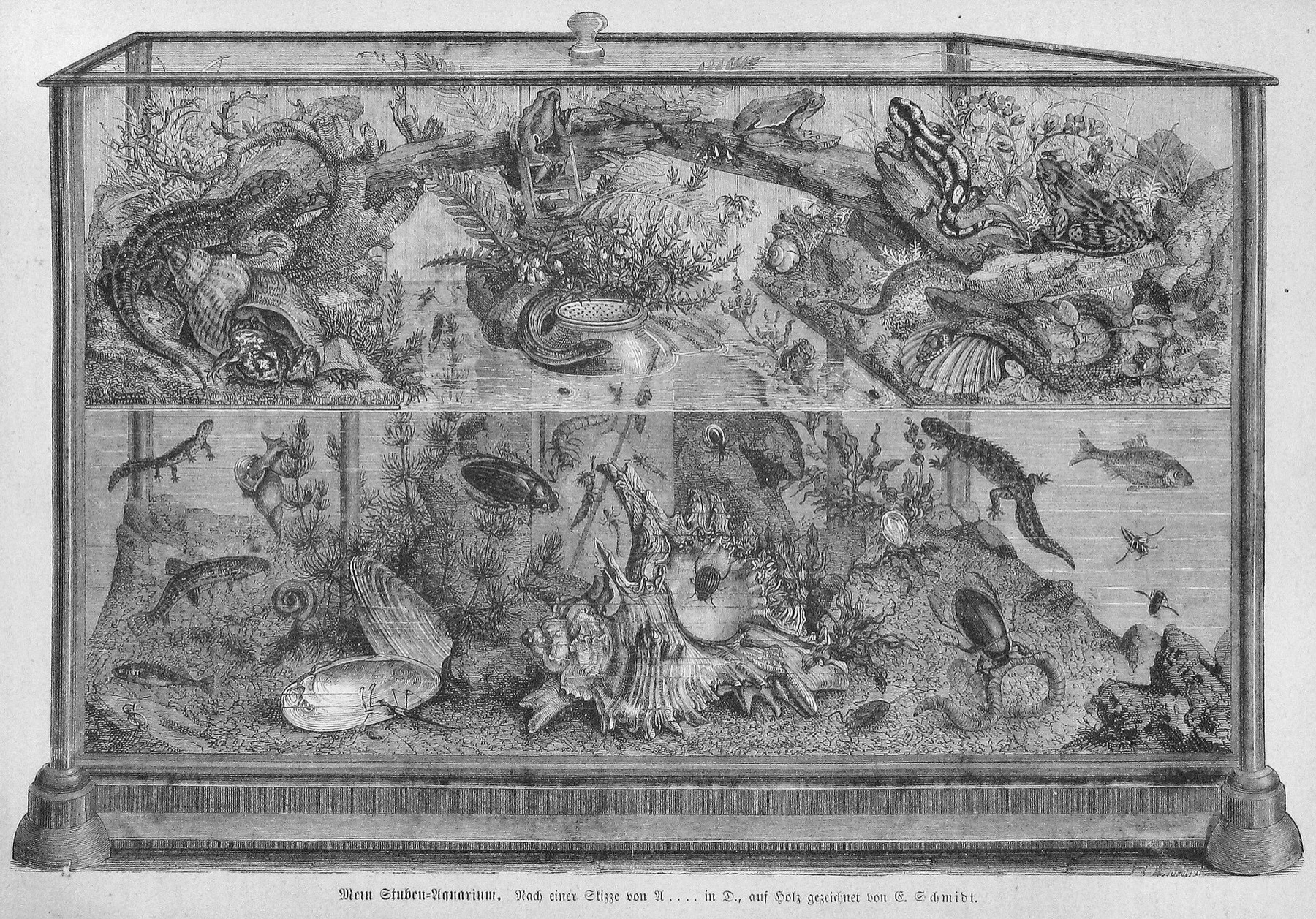 „Mein Stuben-Aquarium”, Duits huiskameraquarium, getekend door E. Schmidt in Die Gartenlaube (1873)