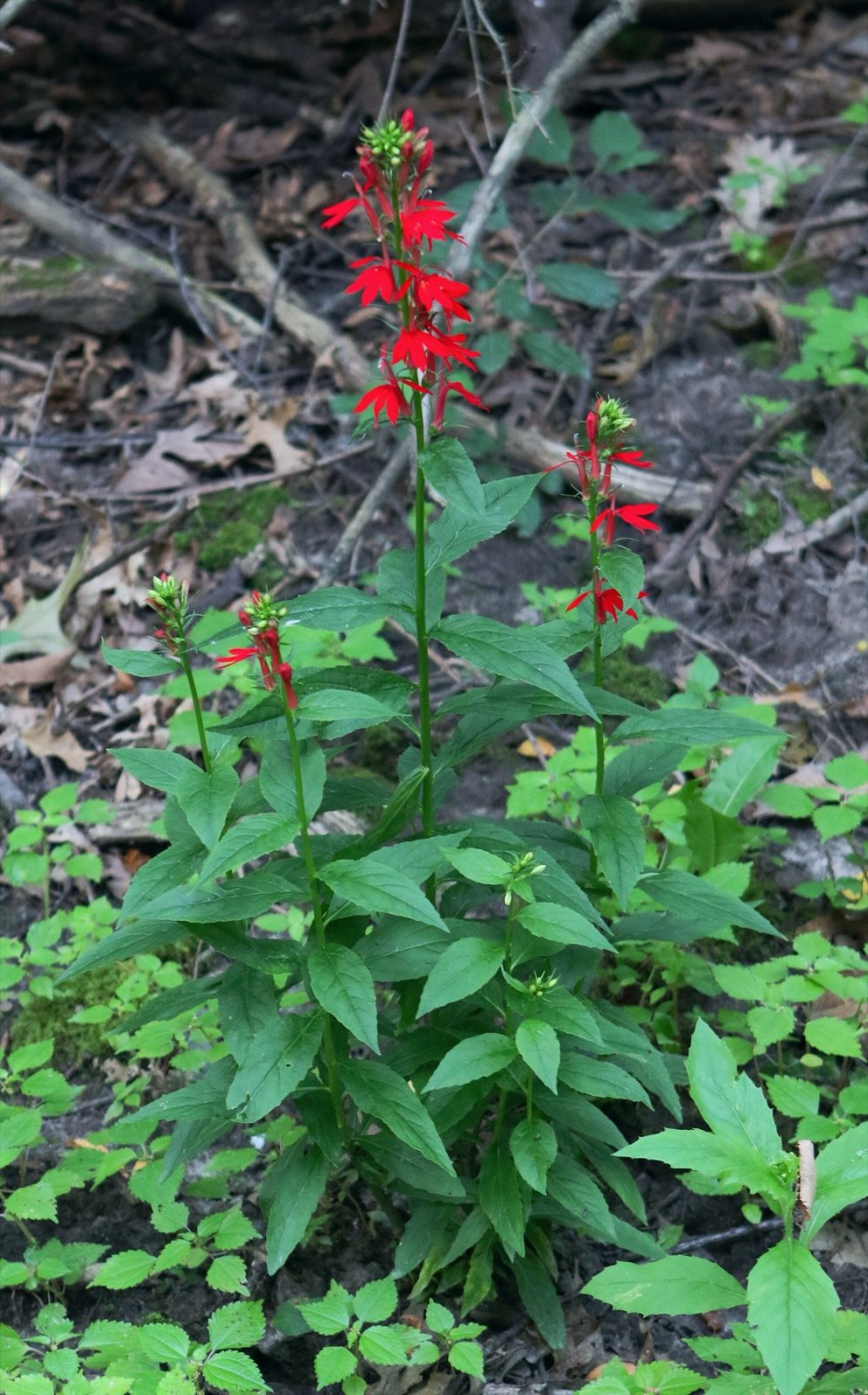 Lobelia cardinalis, de klassieke plant van het Hollandse straatje, hier boven water in bloei