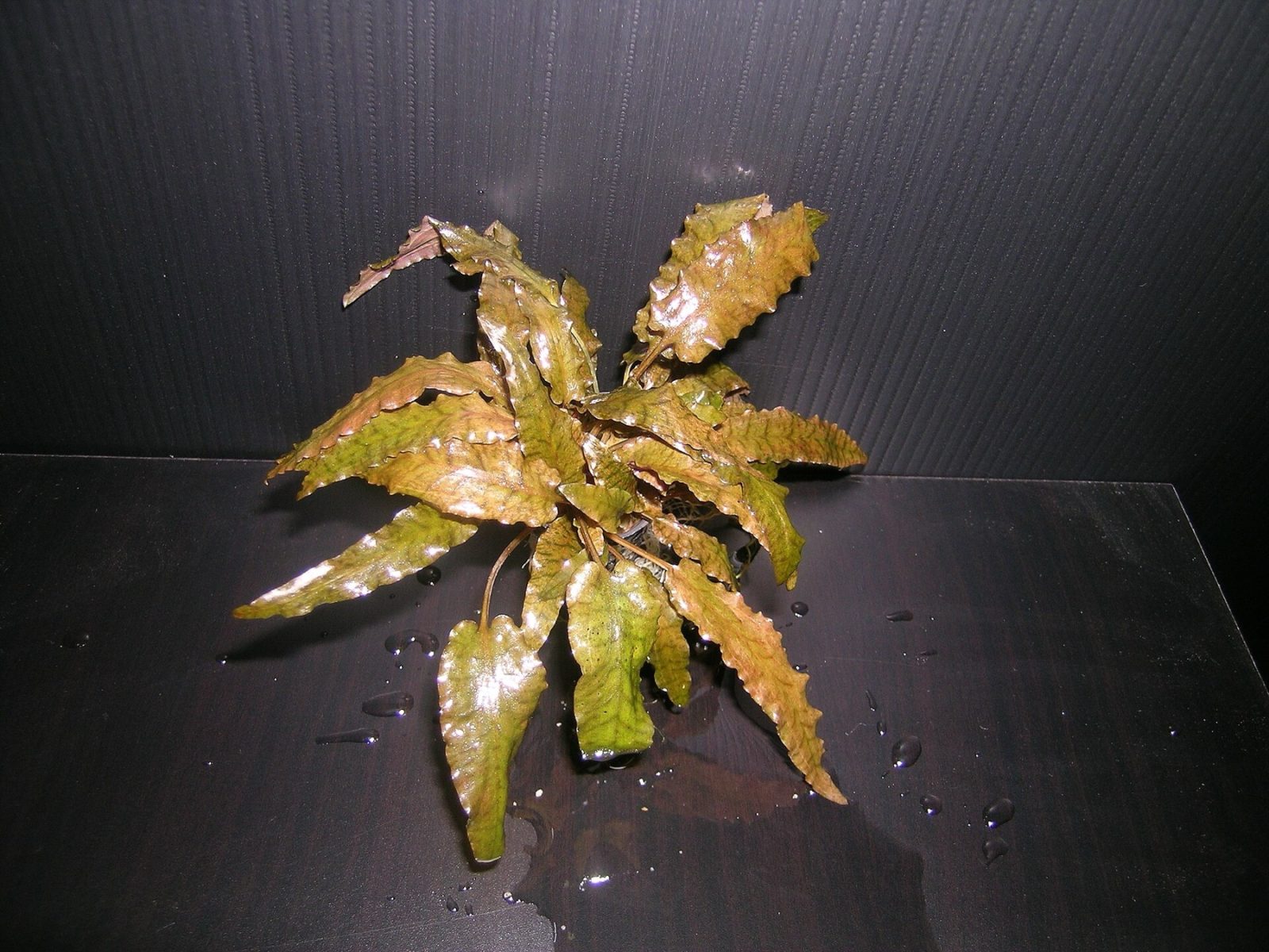 Cryptocoryne wendtii, een klassieker uit het assortiment van de Deense waterplantenkwekerij Tropica