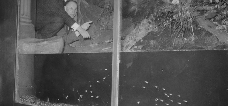 Een tuin achter glas De "Amazonedroom" in Artis, 1953: twee bezoekers buigen zich over een reusachtige tuin achter glas