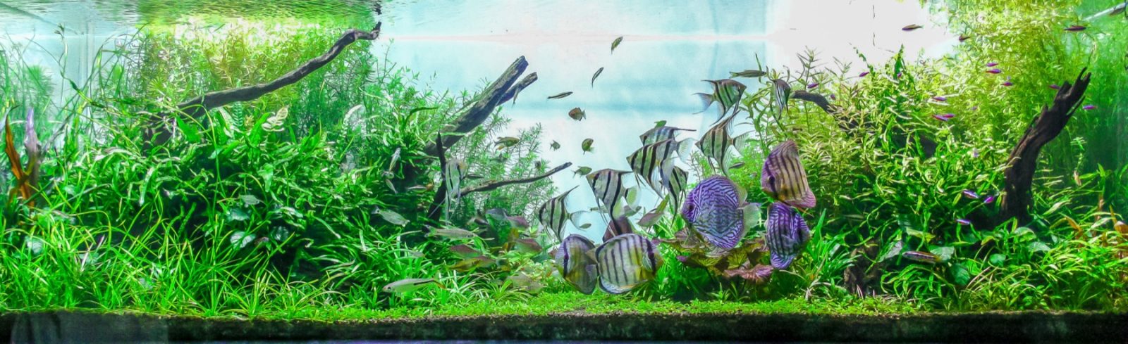 Een tuin achter glas op zijn warmst: scalaren en discussen tussen drijfhout en dichte beplanting