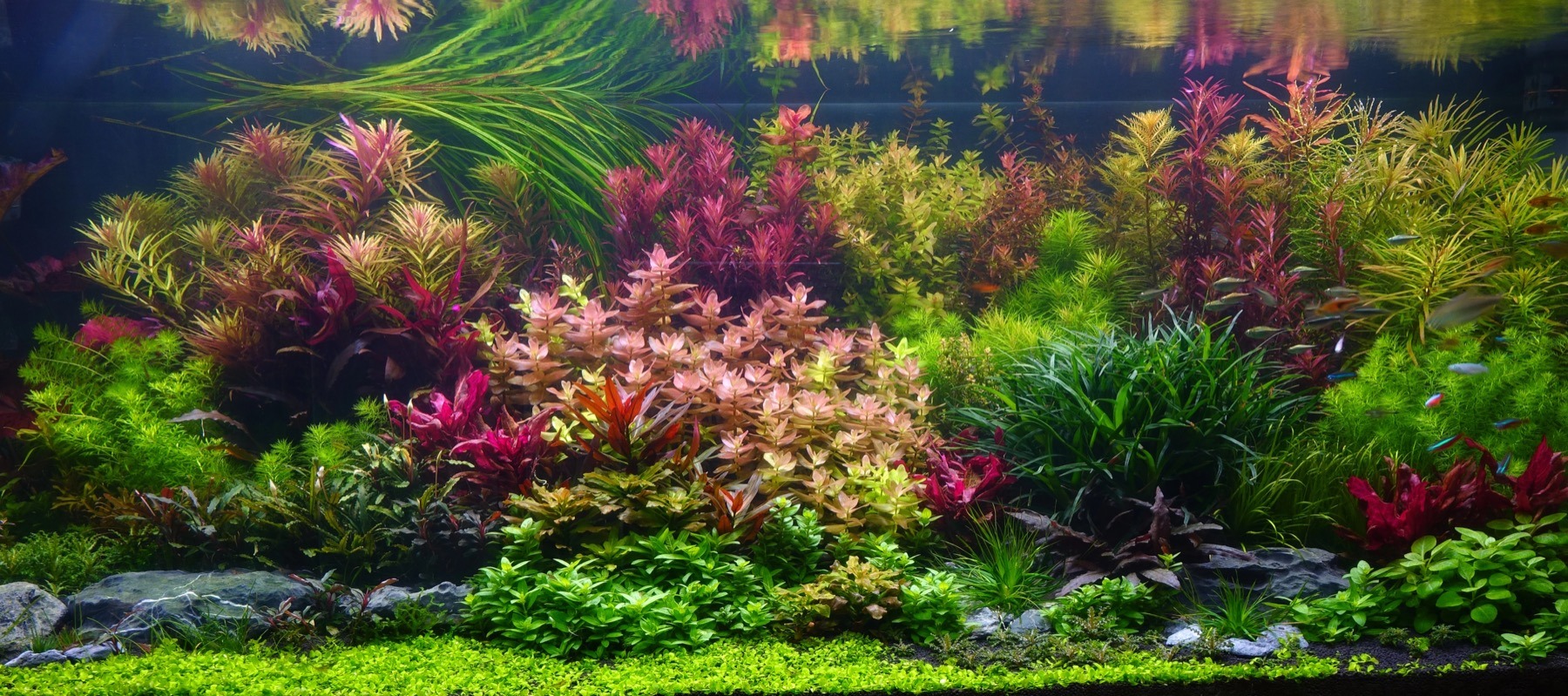 Hollandse plantenbak met dicht aangeplante groepen: elke soort tekent zich tegen haar gebuur af in kleur, bladvorm en bladgrootte