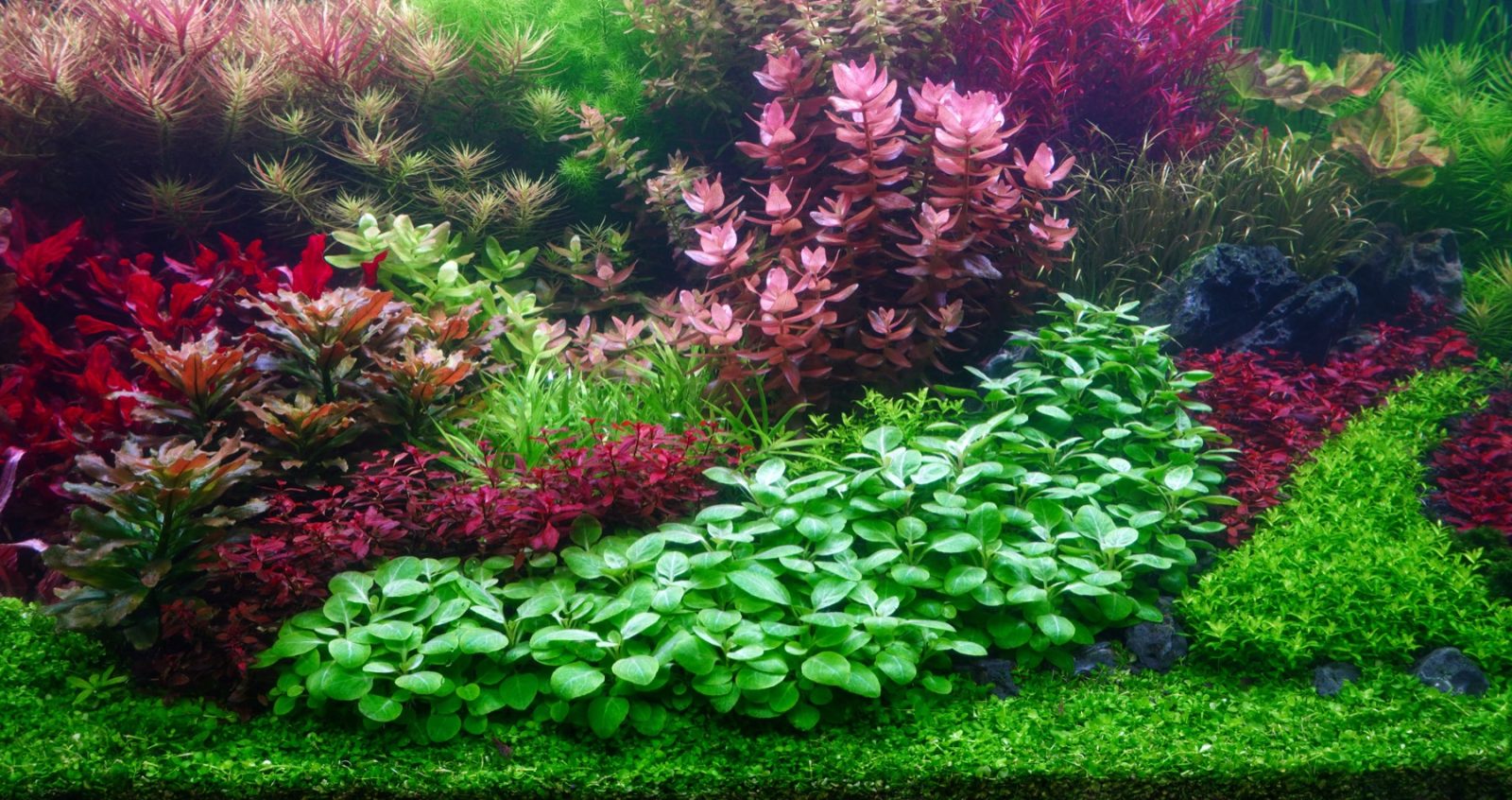 Plantengroepen als kleurvlakken op een doek: wijnrood, roze en frisgroen naast elkaar, van laag vooraan naar hoog achteraan