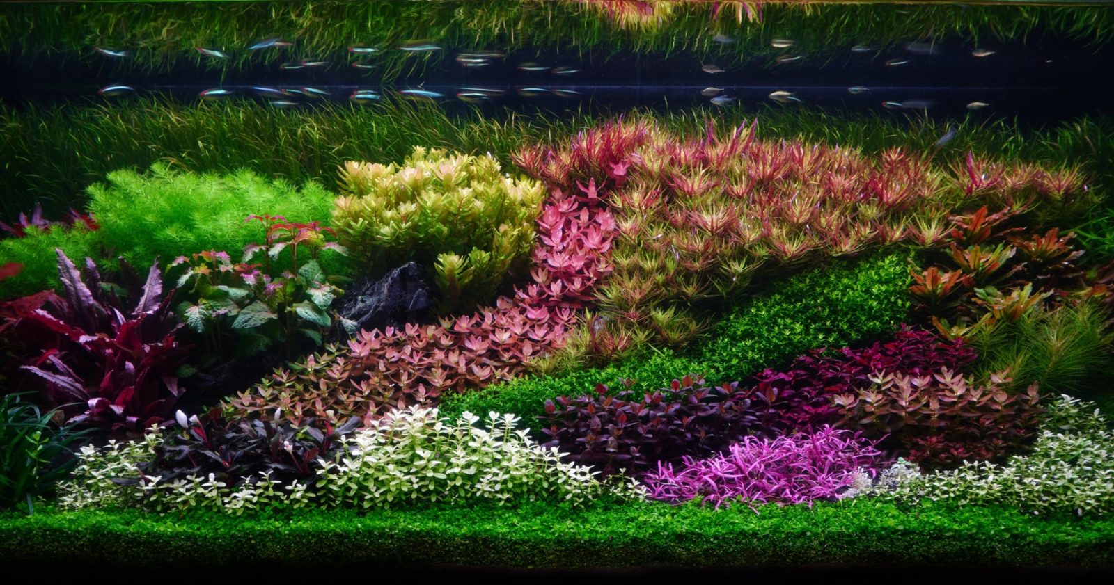 Plantengroepen dicht in het gelid, rood naast groen, fijn blad naast grof, en nergens een steen: de Hollandse school ten voeten uit, met een school visjes net onder het oppervlak