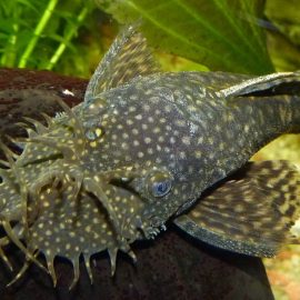 Mannetje Ancistrus (bristlenose meerval) rust op een steen in een beplant aquarium