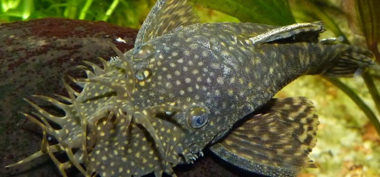 Onverwachte Ancistrus Kweek: Een Aquarium Avontuur Mannetje Ancistrus (bristlenose meerval) rust op een steen in een beplant aquarium