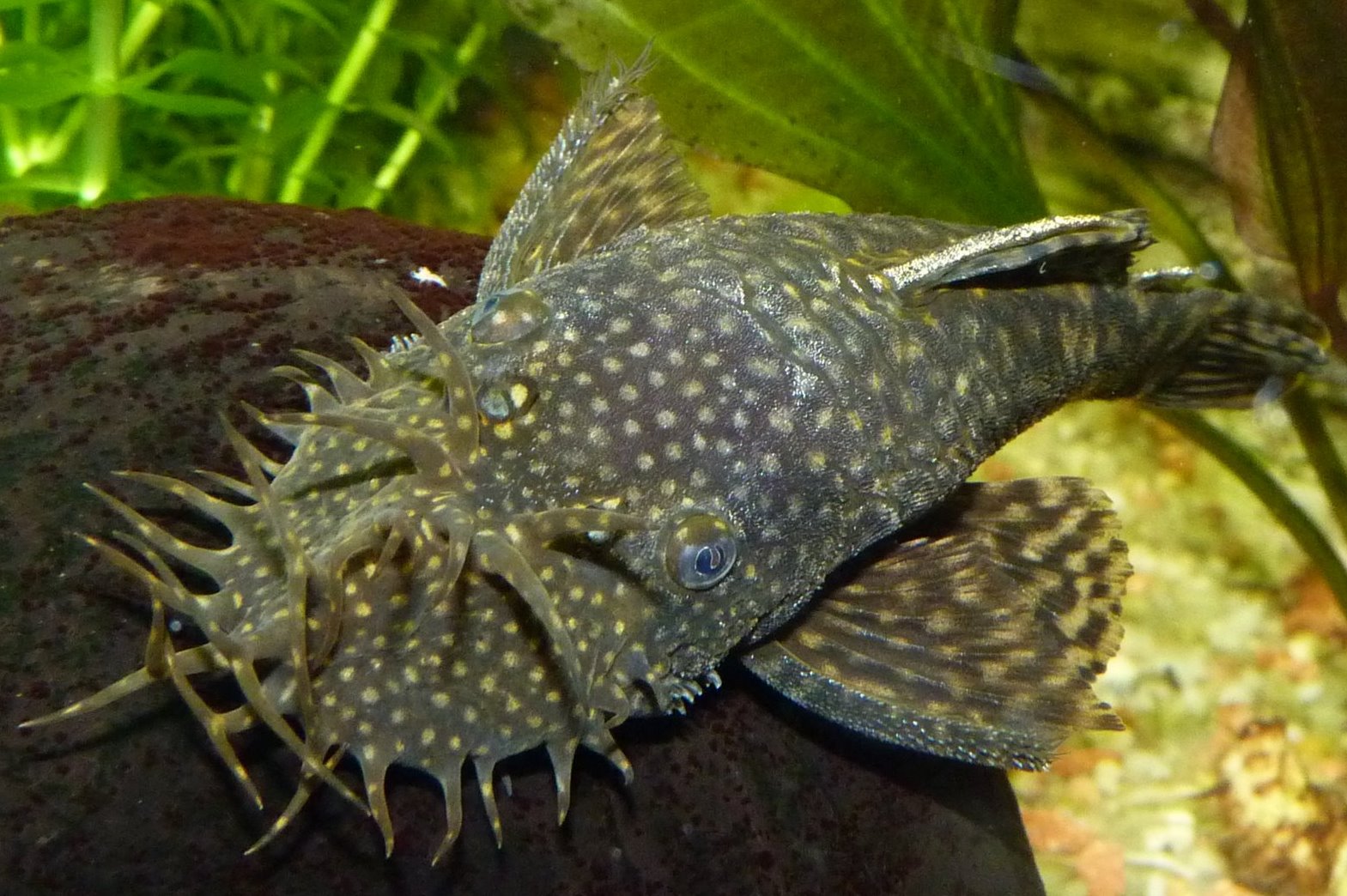 Mannetje Ancistrus (bristlenose meerval) rust op een steen in een beplant aquarium