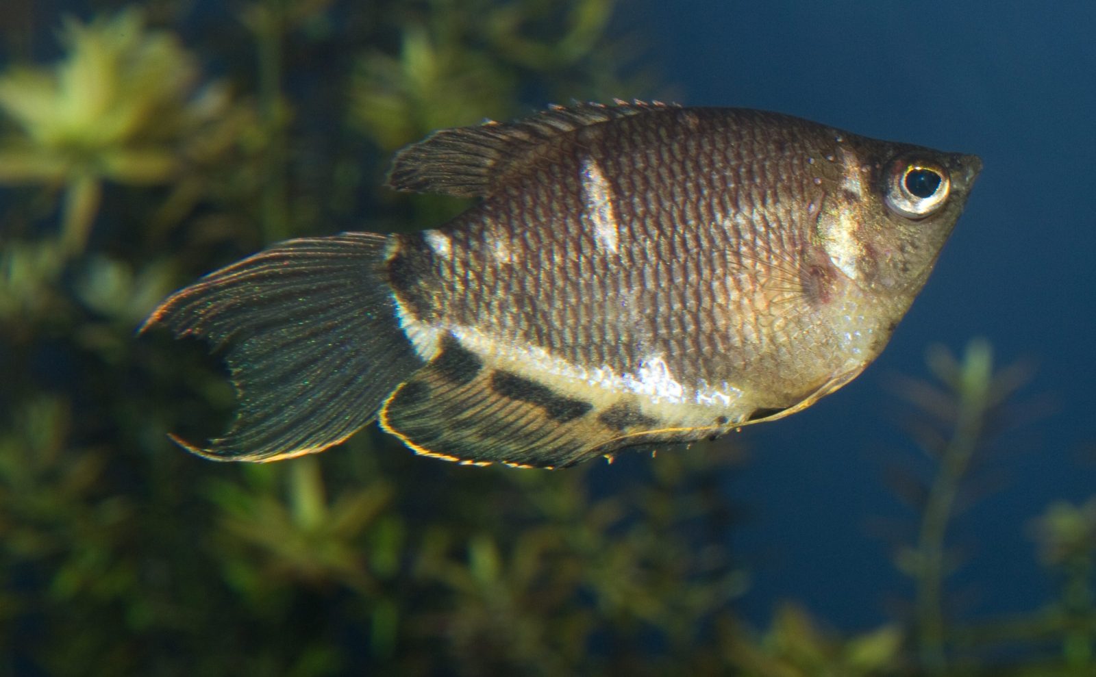 Chocoladegoerami (Sphaerichthys osphromenoides), bruin met gele dwarsbanden.