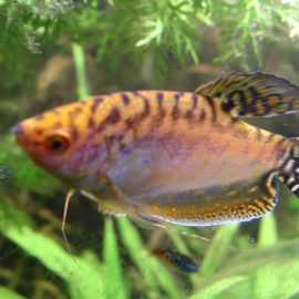 Goudgele Cosby-goerami (Trichogaster trichopterus)