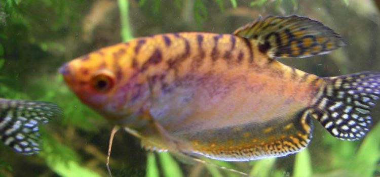 De prachtige wereld van de COSBY-GOERAMI: Een persoonlijke kweekervaring Goudgele Cosby-goerami (Trichogaster trichopterus)