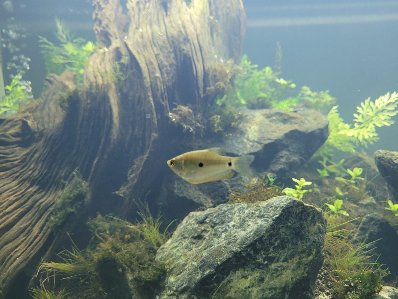 Wildkleurige driestreepgoerami (Trichopodus trichopterus); de twee flankvlekken vormen samen met het oog de drie stippen.