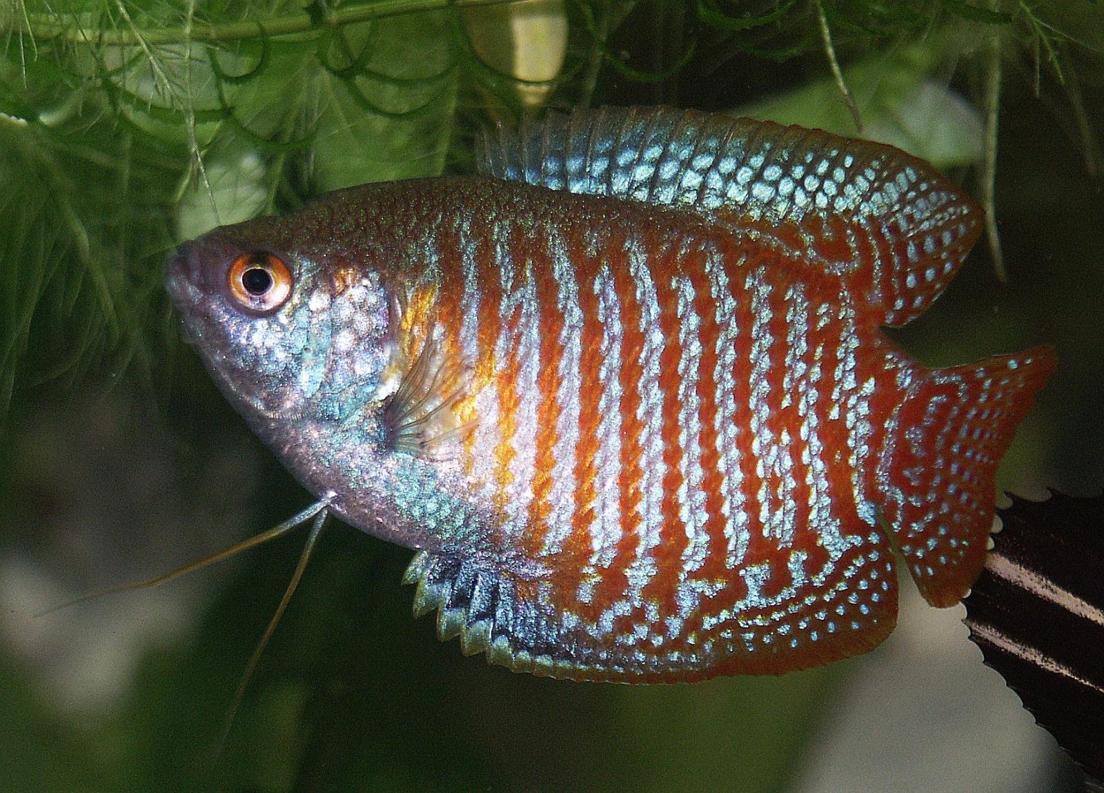 Mannetje dwerggoerami (Trichogaster lalius) met de karakteristieke rood-blauwe strepen.