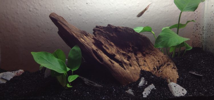 Minimalistisch beplant nano-aquarium