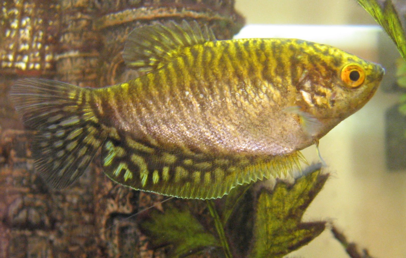De gele of goudgoerami, de goudgele kweekvorm van Trichopodus trichopterus.
