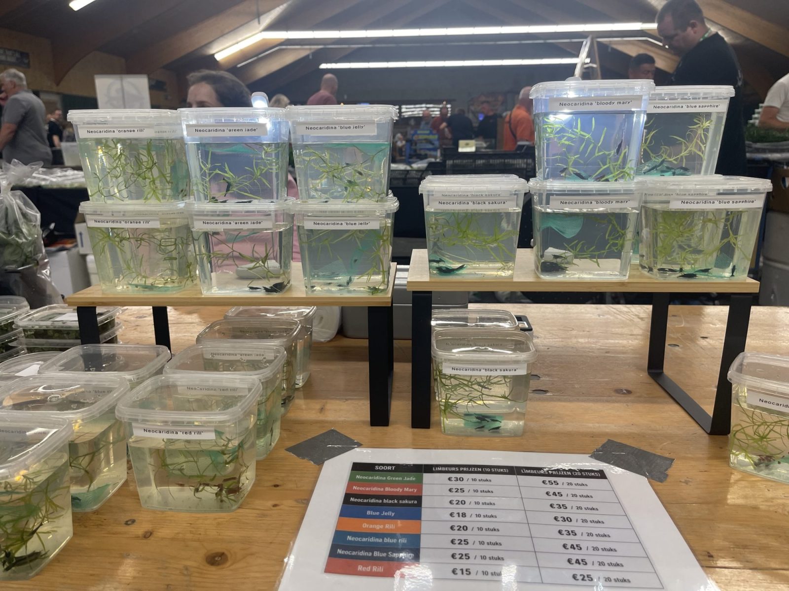 Blue Sapphire-garnalen en andere Neocaridina-kleurvormen bij een van de garnalenstandhouders op de Limbeurs.