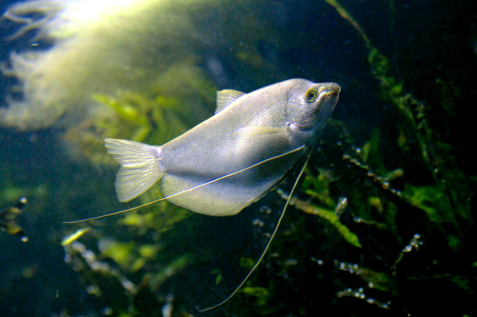 Maanschijfgoerami (Trichopodus microlepis), egaal zilvergrijs met lange draadvormige buikvinnen.